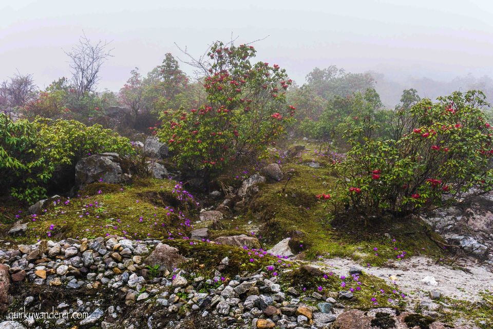 Photo of The Paradise Called Yumthang Valley by Divyakshi Gupta