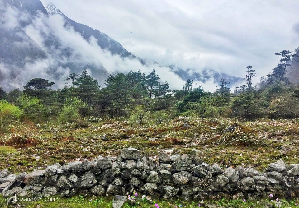 Photo of The Paradise Called Yumthang Valley by Divyakshi Gupta