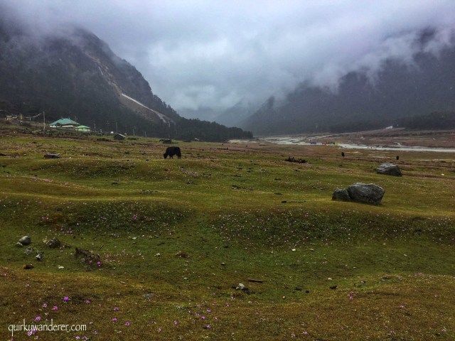 Photo of The Paradise Called Yumthang Valley by Divyakshi Gupta