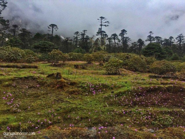 Photo of The Paradise Called Yumthang Valley by Divyakshi Gupta