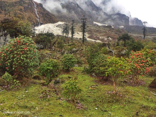 Photo of The Paradise Called Yumthang Valley by Divyakshi Gupta