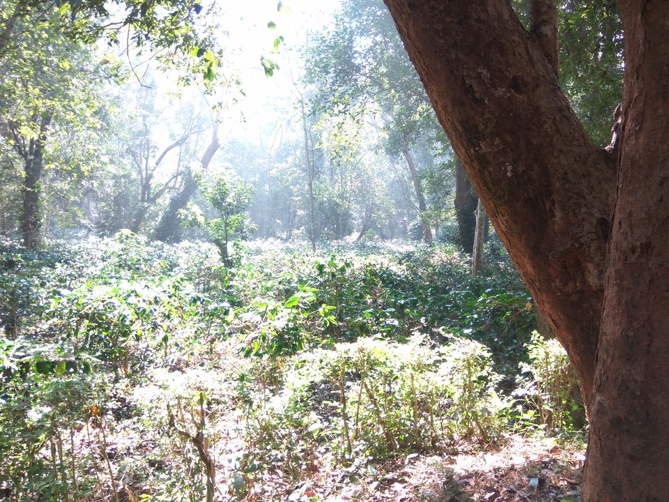 Photo of Away from the world Into Deep Jungles..Maredumilli by Hemanth Reddy