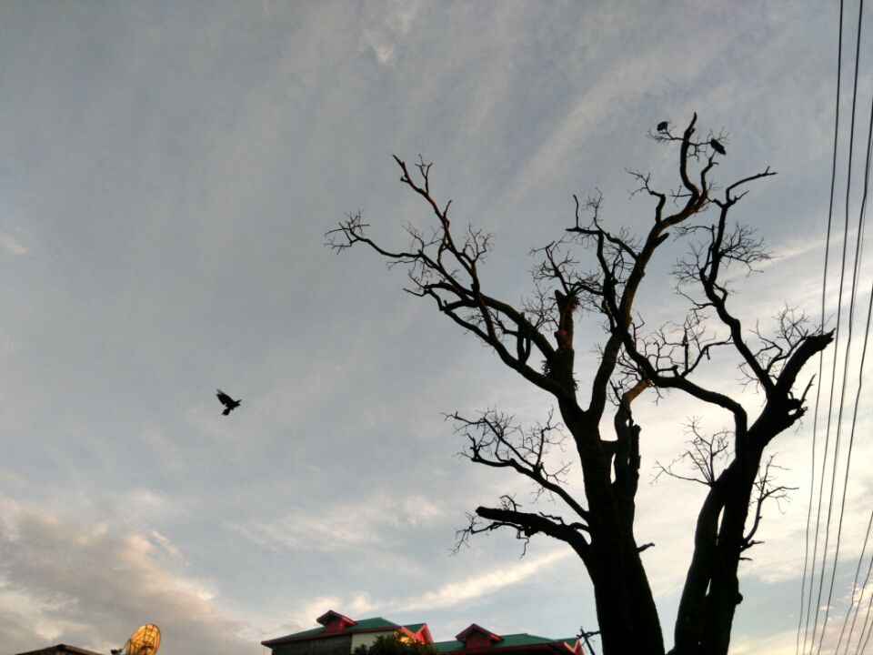 Photo of Days of joy in McLeod ganj by saksham budhiraja