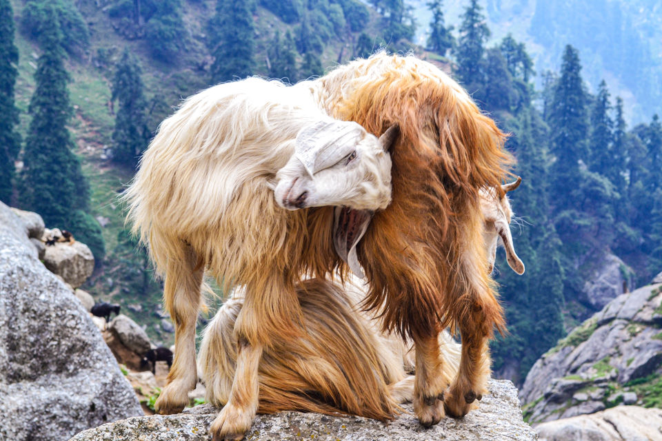 Photo of A trek worth all the pain- Kareri Chronicles #mydiscovery by MEENAKSHI CHAUHAN