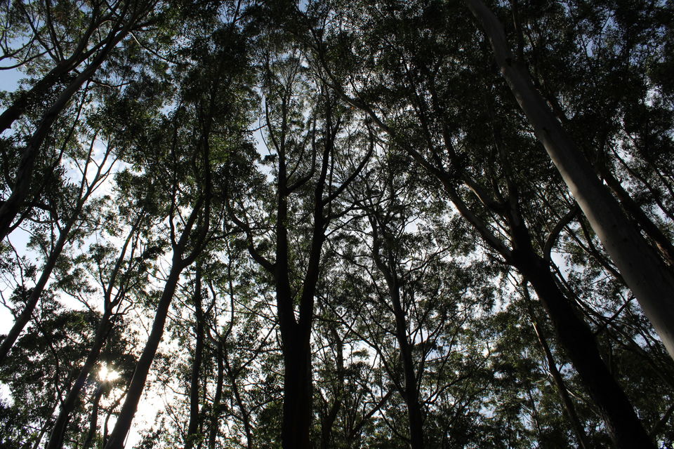 Photo of Weekend plans in Ooty 4/4 by Animesh Ghosh