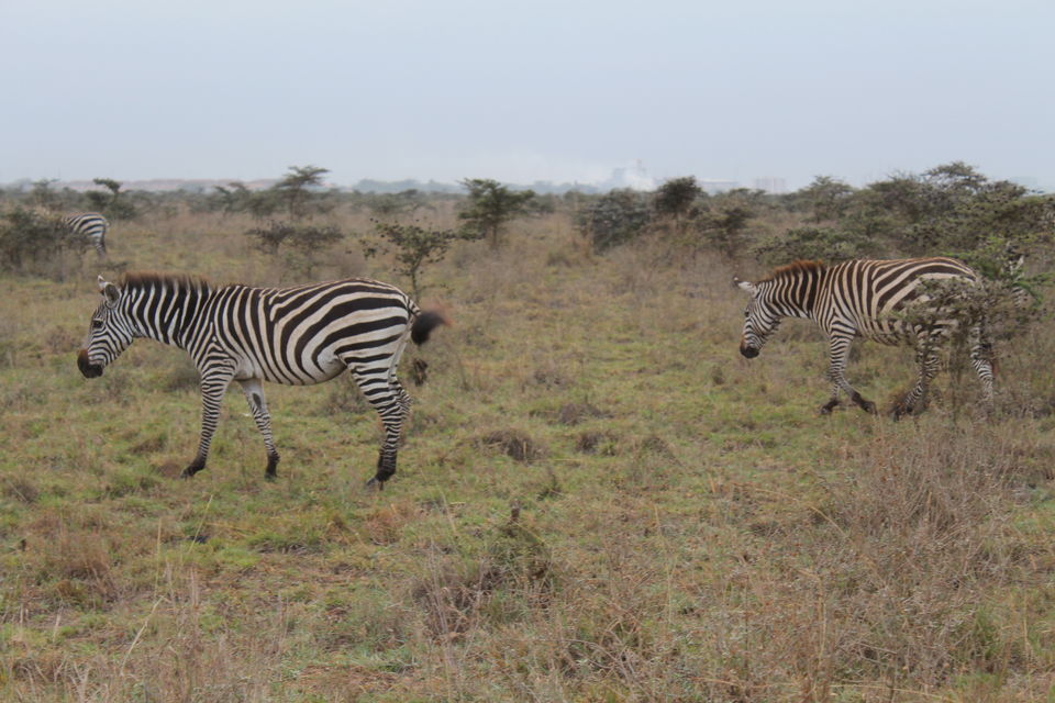 Photo of Nairobi at its Best... 1/10 by Animesh Ghosh