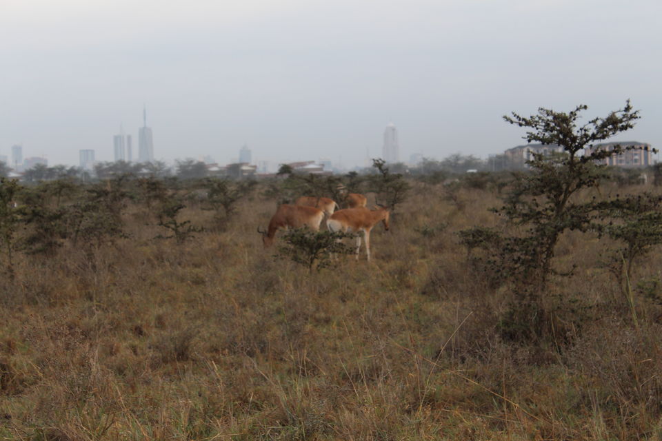 Photo of Nairobi at its Best... 6/10 by Animesh Ghosh
