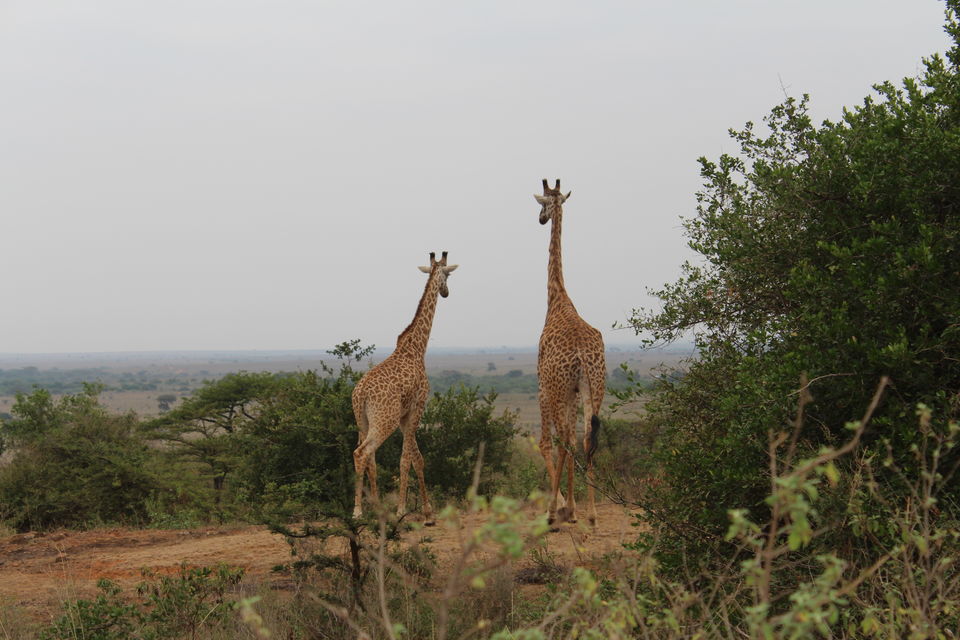Photo of Nairobi at its Best... by Animesh Ghosh