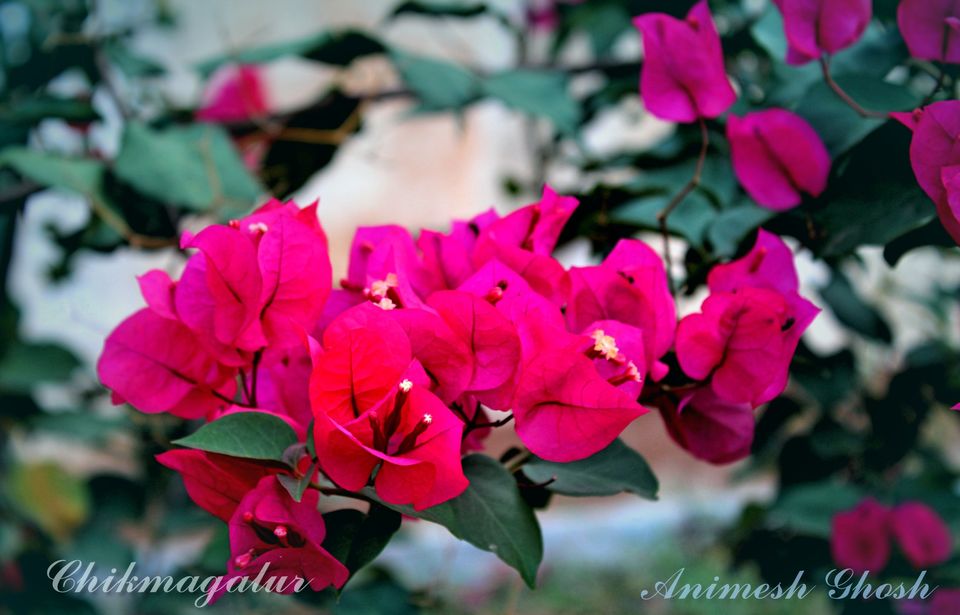 Photo of Bangalore, Karnataka, India by Animesh Ghosh