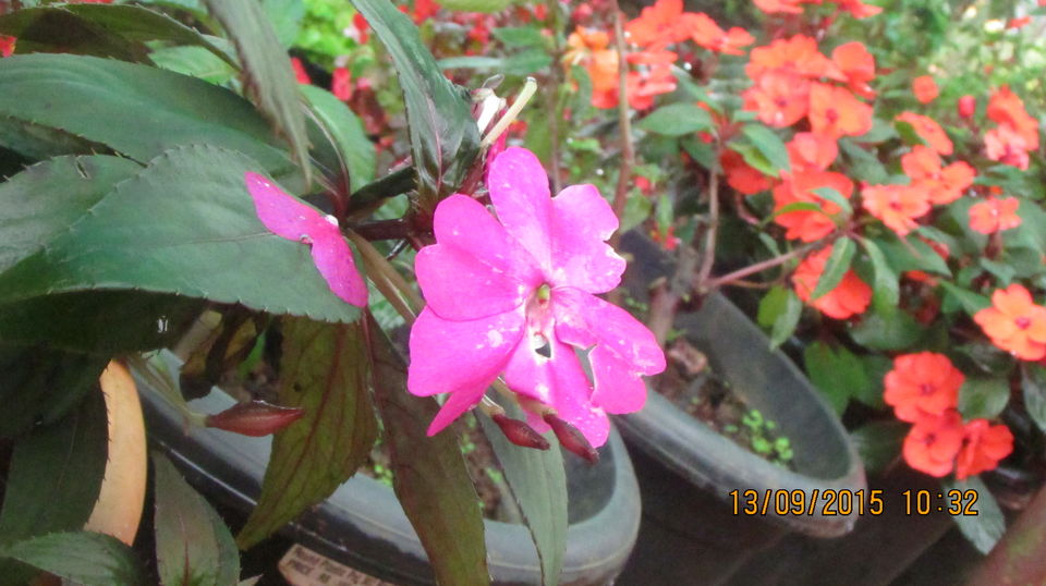 Photo of A Trip to the Land of Strawberries 7/23 by Animesh Ghosh