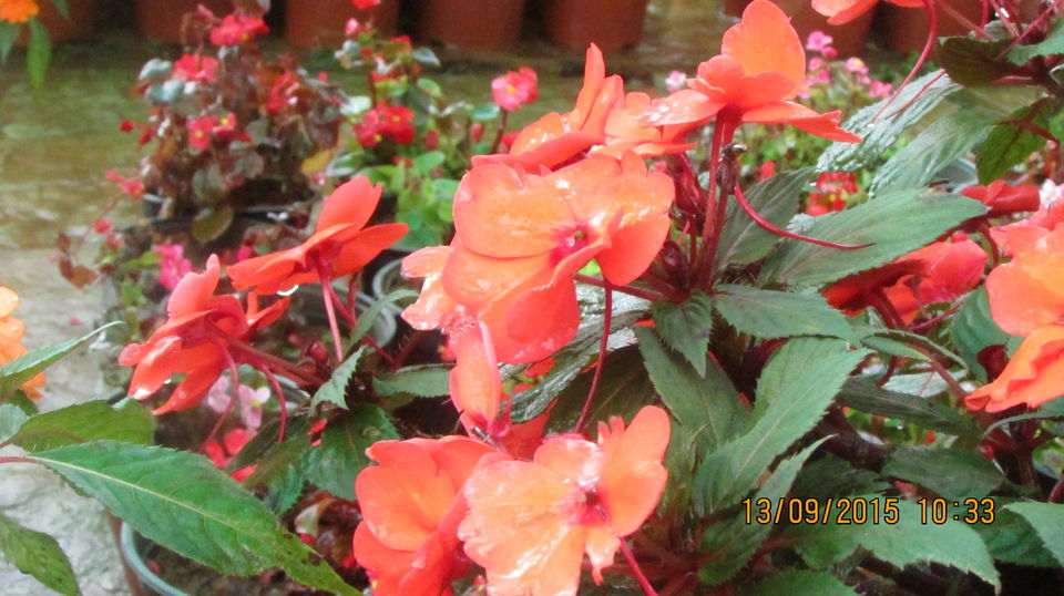 Photo of A Trip to the Land of Strawberries 8/23 by Animesh Ghosh