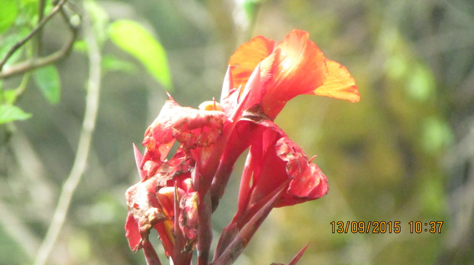 Photo of A Trip to the Land of Strawberries 9/23 by Animesh Ghosh