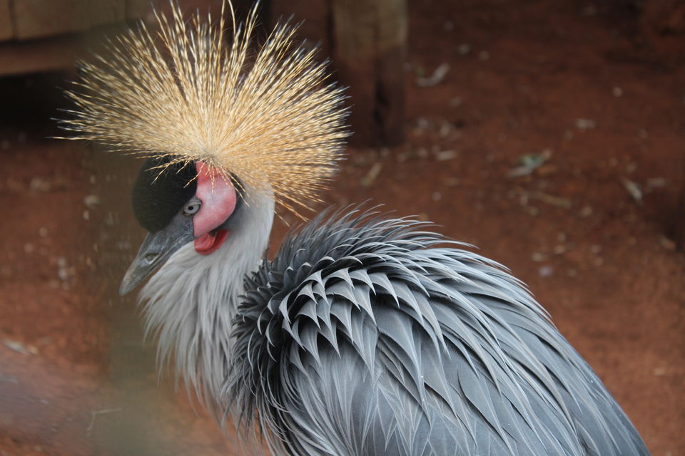Photo of A Week in Nairobi by Animesh Ghosh