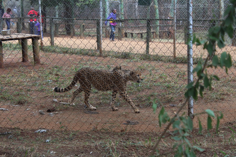 Photo of A Week in Nairobi 3/12 by Animesh Ghosh