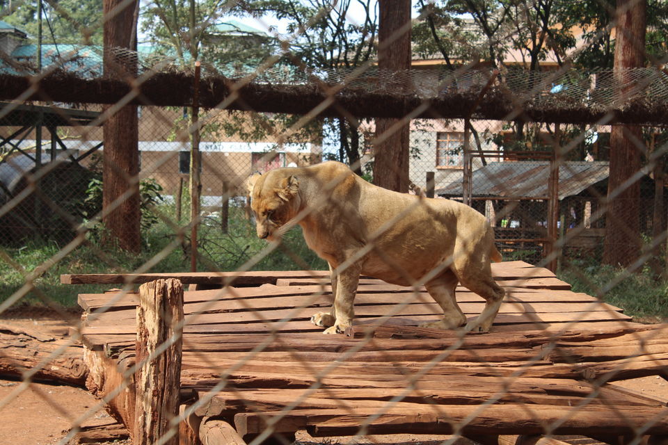 Photo of A Week in Nairobi 5/12 by Animesh Ghosh