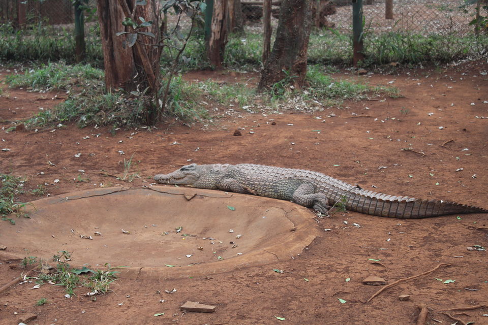 Photo of A Week in Nairobi 8/12 by Animesh Ghosh