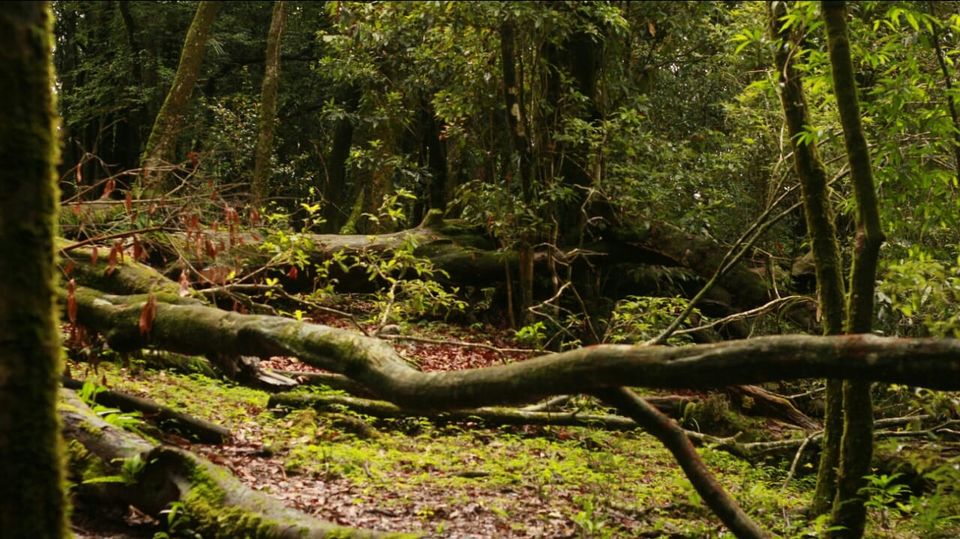 Photo of Mawphlang Sacred Grove, Nongrum, Meghalaya, India by a_lonenomad