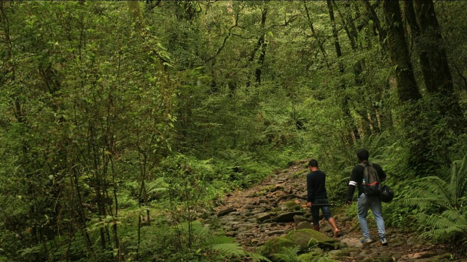 Photo of Mawphlang Sacred Grove, Nongrum, Meghalaya, India by a_lonenomad