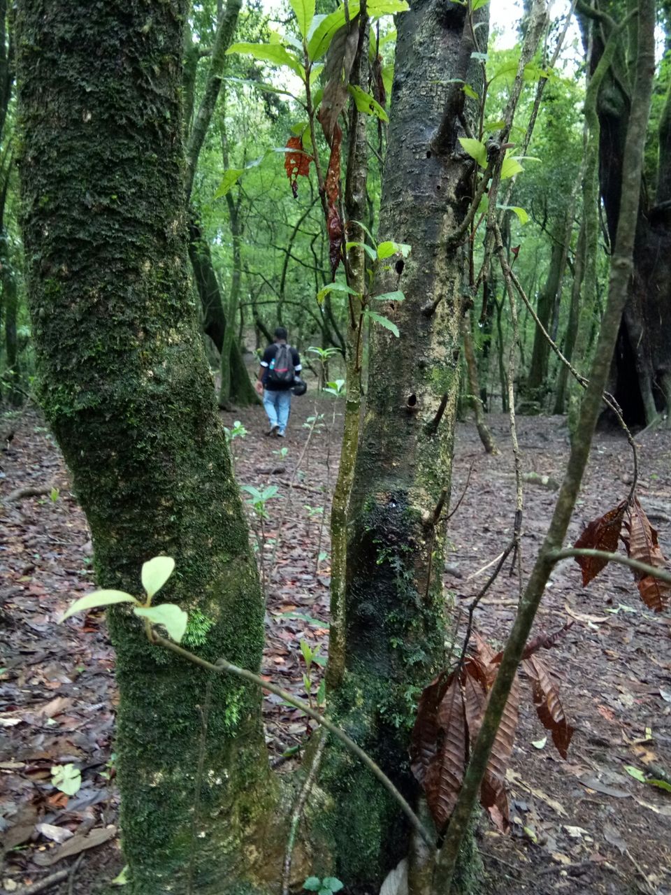 Photo of Mawphlang Sacred Grove, Nongrum, Meghalaya, India by a_lonenomad