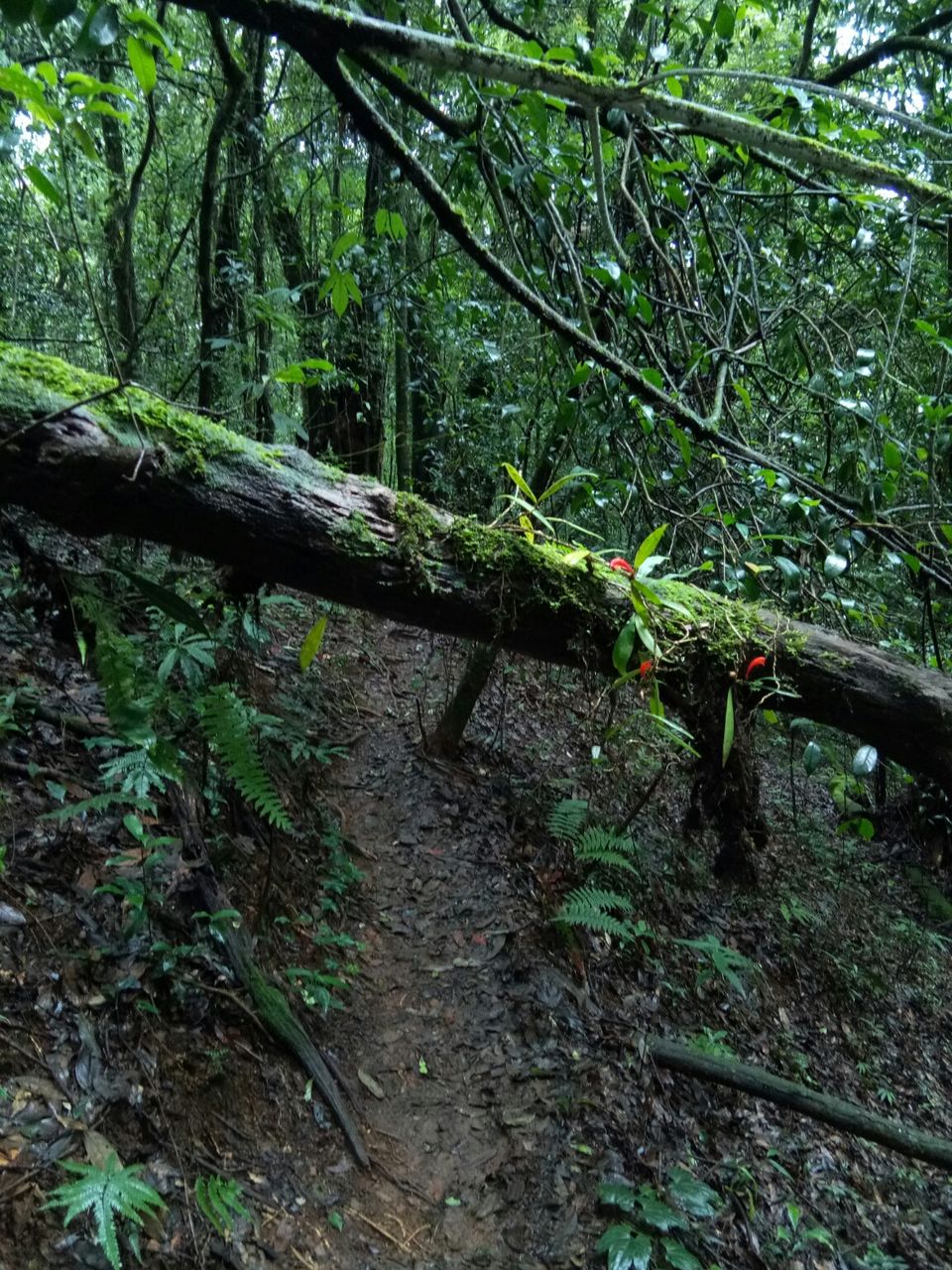 Photo of Mawphlang Sacred Grove, Nongrum, Meghalaya, India by a_lonenomad