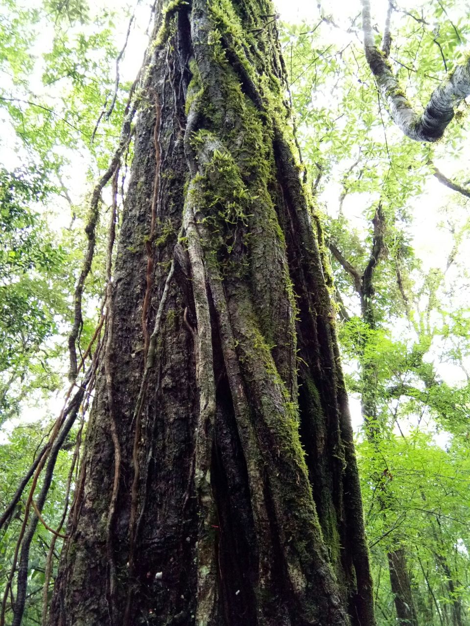 Photo of Mawphlang Sacred Grove, Nongrum, Meghalaya, India by a_lonenomad