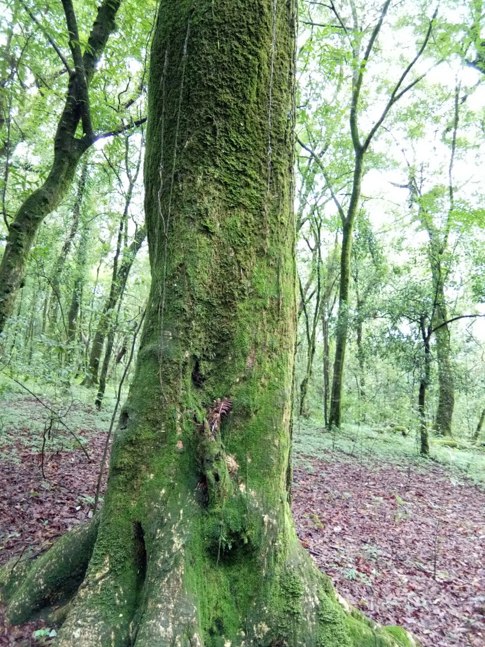 Photo of Mawphlang Sacred Grove, Nongrum, Meghalaya, India by a_lonenomad