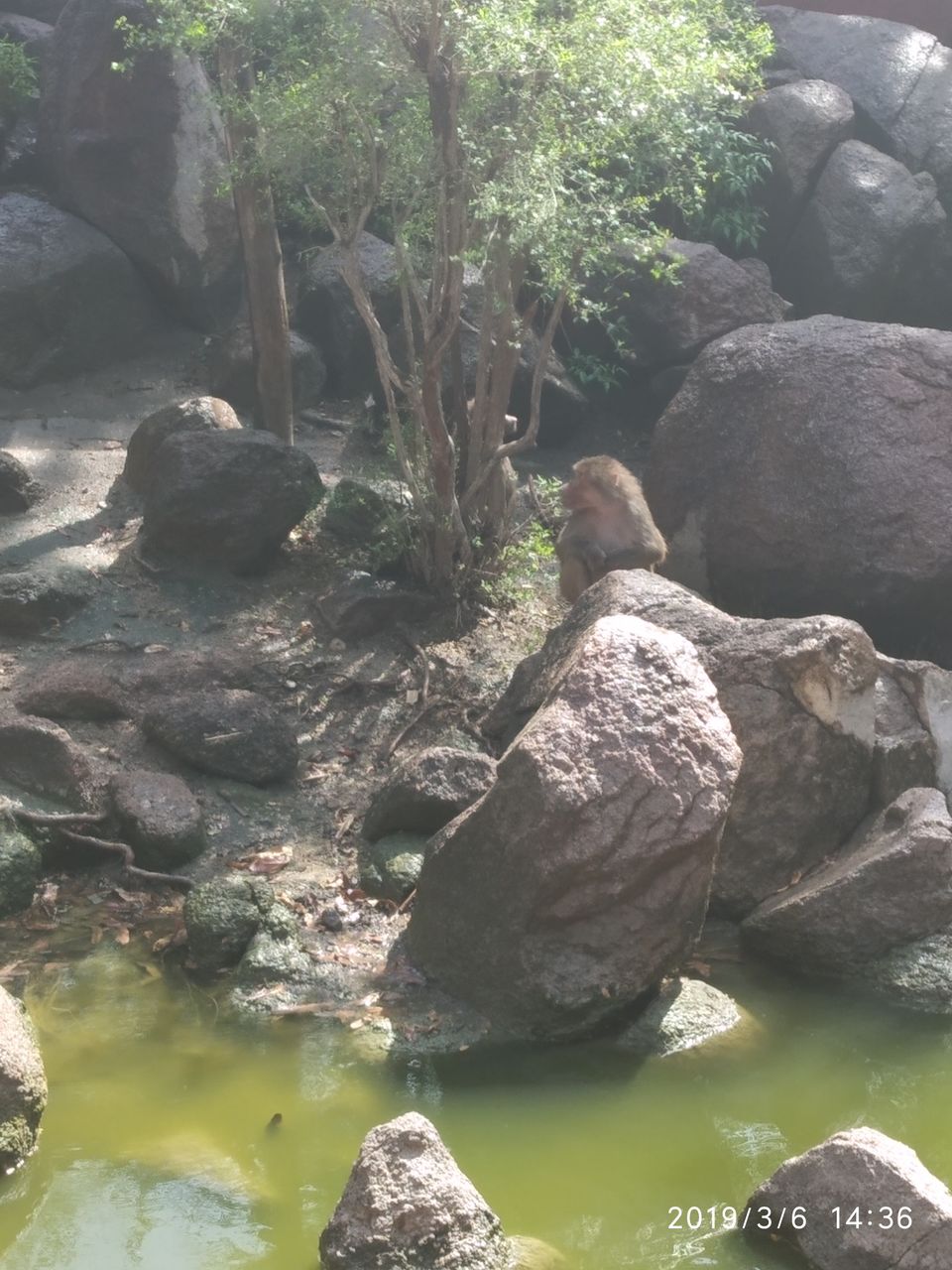 Photo of Nehru Zoological Park, Kishan Bagh, Hyderabad, Telangana, India by Himani Sharma