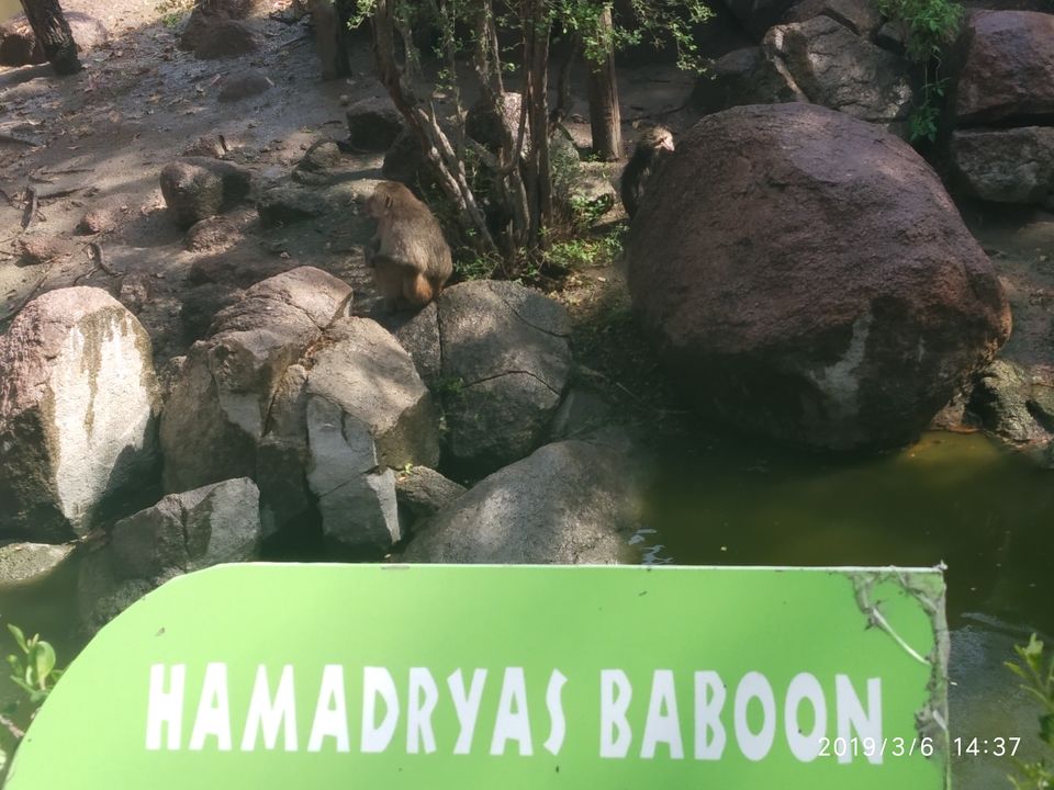 Photo of Nehru Zoological Park, Kishan Bagh, Hyderabad, Telangana, India by Himani Sharma