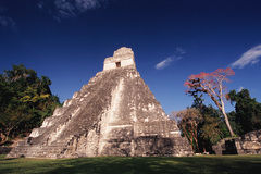 Photo of Tikal, Peten, Guatemala by Matthew Crompton