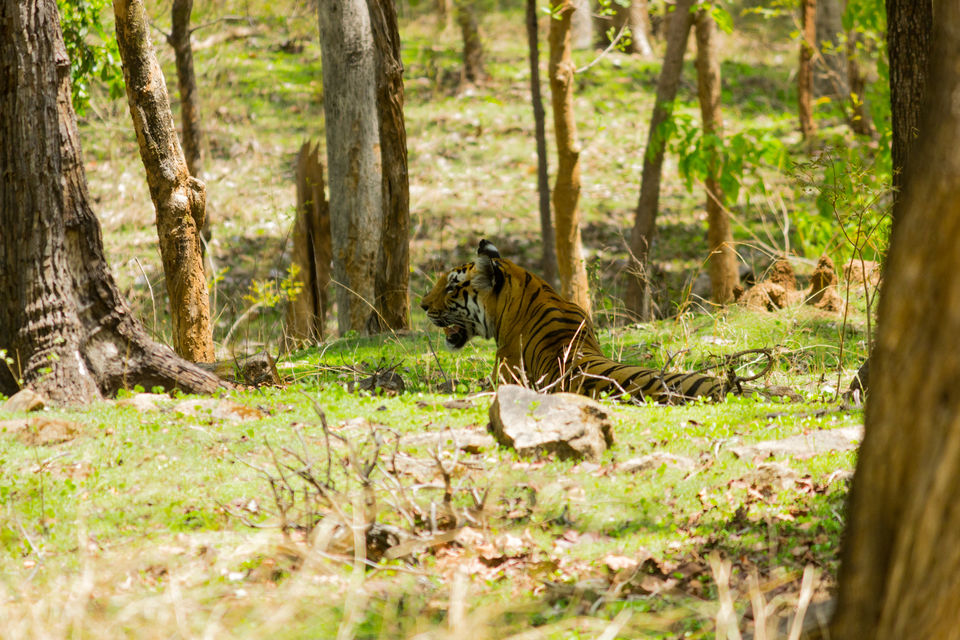 Photo of Pench National Park - A Land Of Mowgli and Tigers 15/24 by Indian Traveloggers