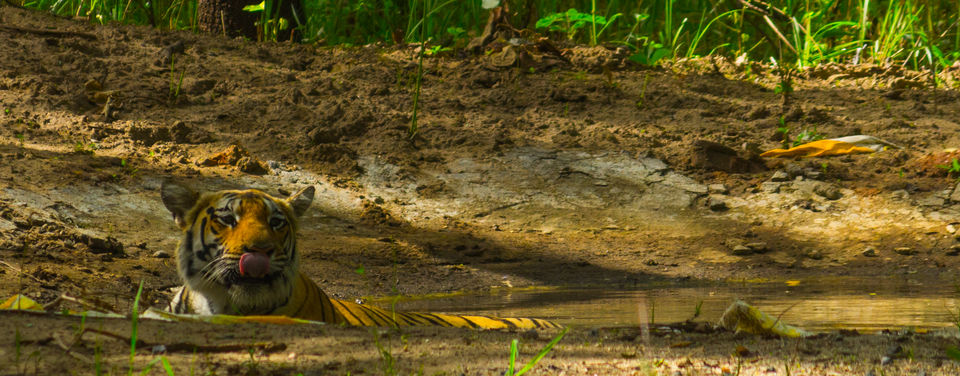 Photo of Pench National Park - A Land Of Mowgli and Tigers 16/24 by Indian Traveloggers