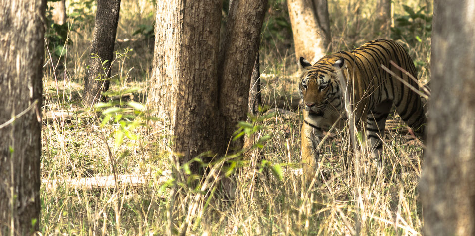 Photo of Pench National Park - A Land Of Mowgli and Tigers 18/24 by Indian Traveloggers