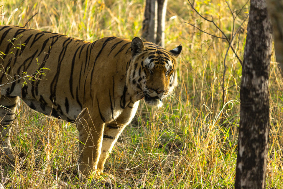 Photo of Pench National Park - A Land Of Mowgli and Tigers by Indian Traveloggers
