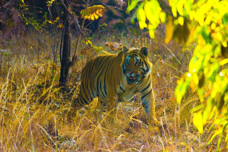 Photo of The Thrill of sighting the Tigers in their home is unexplainable.Experience it on ur own 1/1 by Indian Traveloggers
