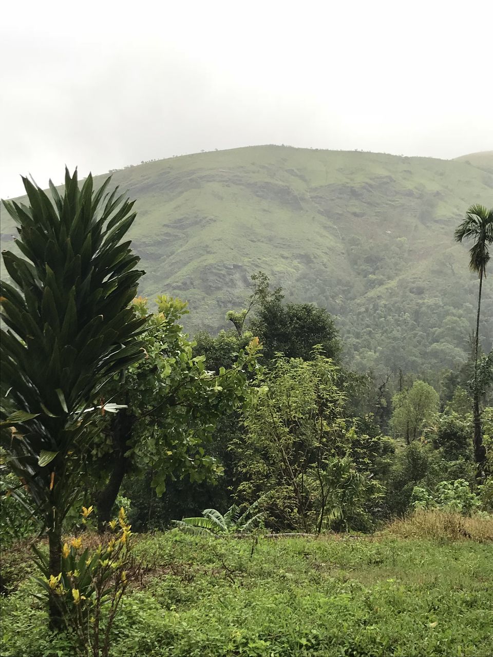 Photo of A Monsoon Trek to Remember-Kudremukh 4/16 by Navya Reddy