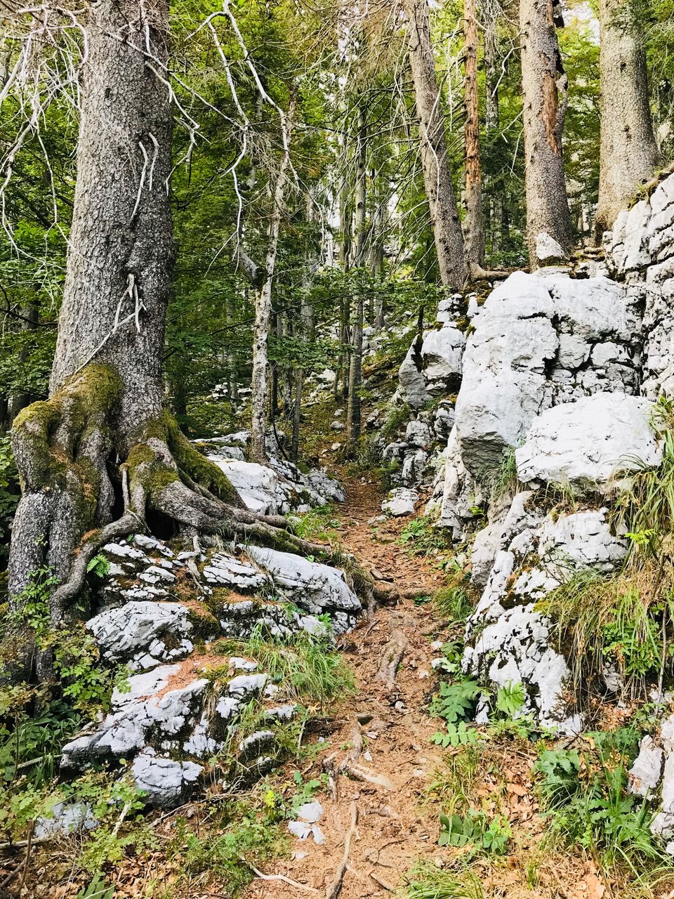 Photo of Croatia:Chapter 4-Rijeka & Risnjak National Park 20/40 by Navya Reddy