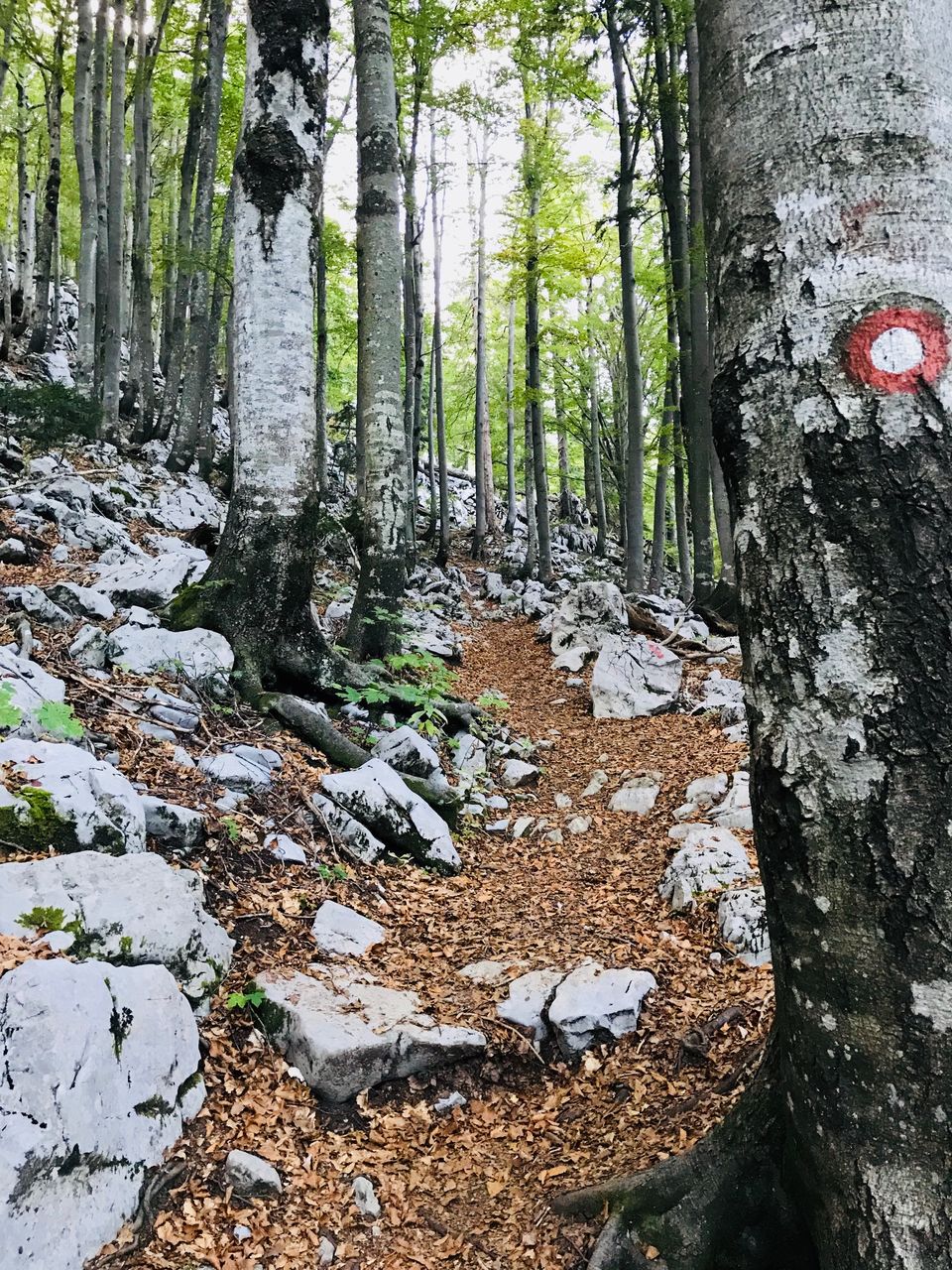 Photo of Croatia:Chapter 4-Rijeka & Risnjak National Park 21/40 by Navya Reddy