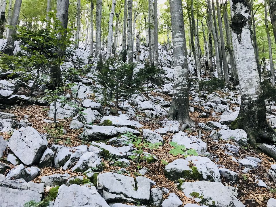 Photo of Croatia:Chapter 4-Rijeka & Risnjak National Park 22/40 by Navya Reddy
