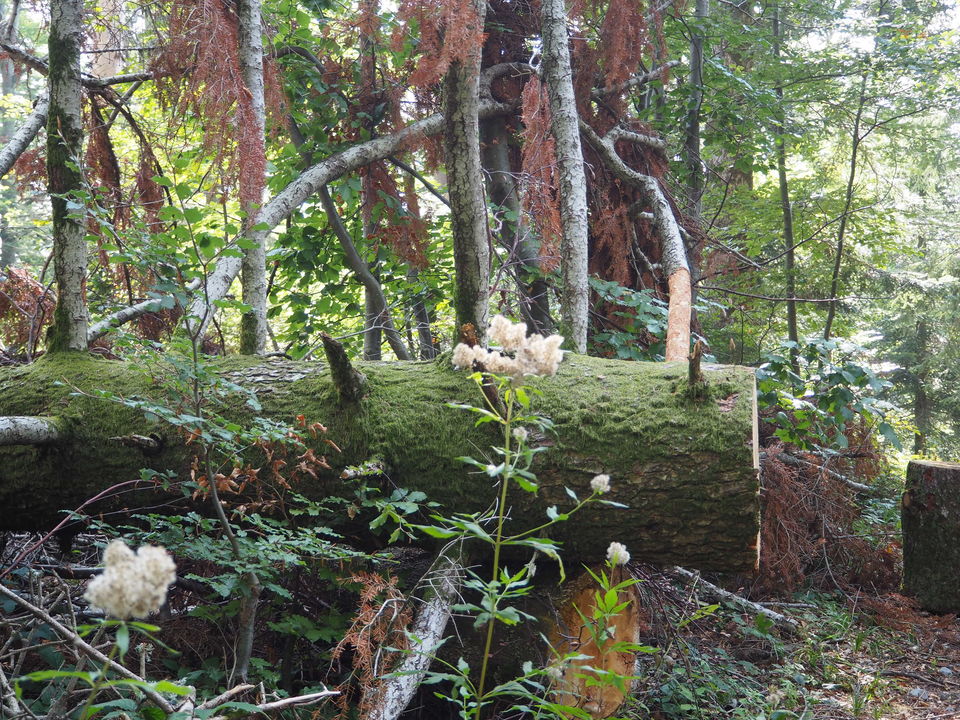 Photo of Croatia:Chapter 4-Rijeka & Risnjak National Park 37/40 by Navya Reddy