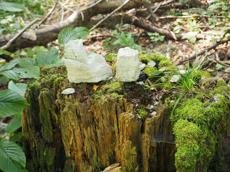 Photo of Croatia:Chapter 4-Rijeka & Risnjak National Park 38/40 by Navya Reddy