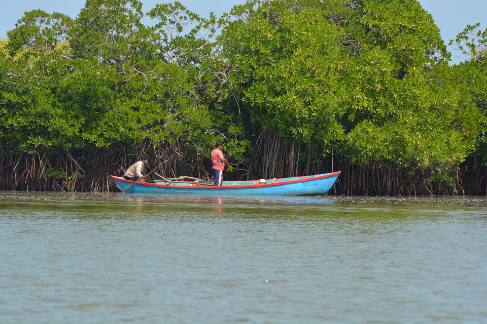 Photo of Insider's view of Pichavaram: World's 2nd largest Mangrove. by Komal Maheshwari