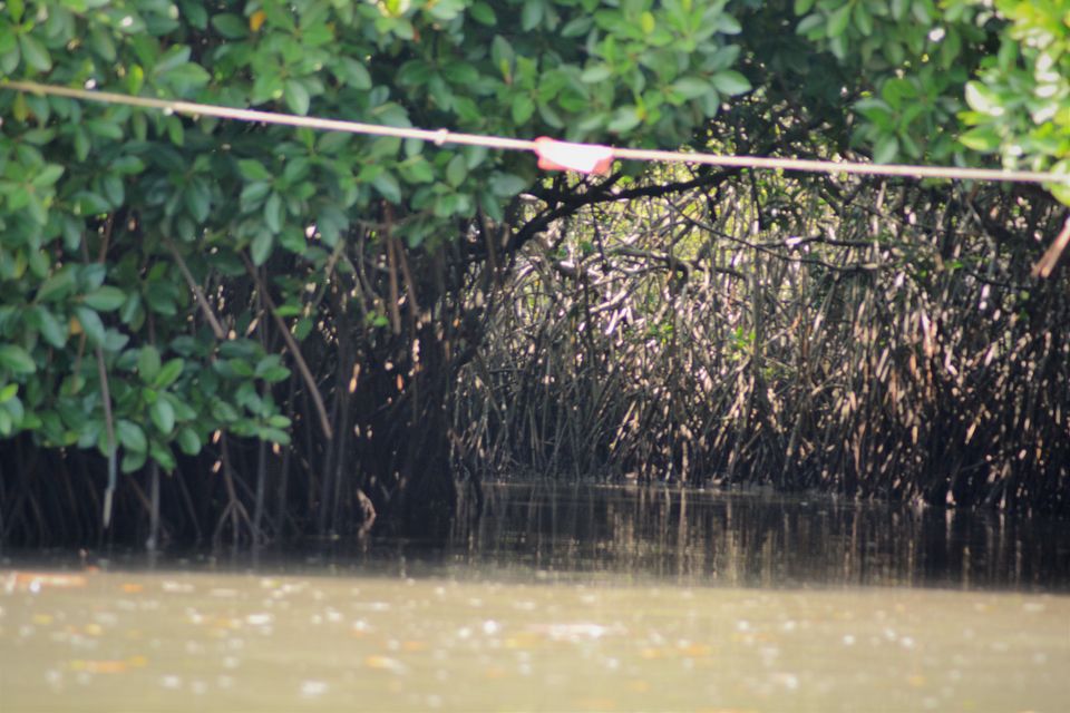 Photo of Insider's view of Pichavaram: World's 2nd largest Mangrove. 2/4 by Komal Maheshwari