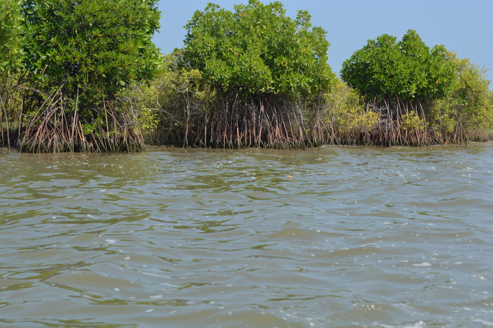 Photo of Insider's view of Pichavaram: World's 2nd largest Mangrove. 3/4 by Komal Maheshwari