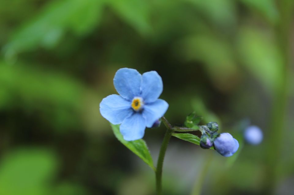 Photo of Valley of Flowers and Gurudwara Sri Hemkund Sahib - Road Trip plus Trekking by Hitesh Bhutani