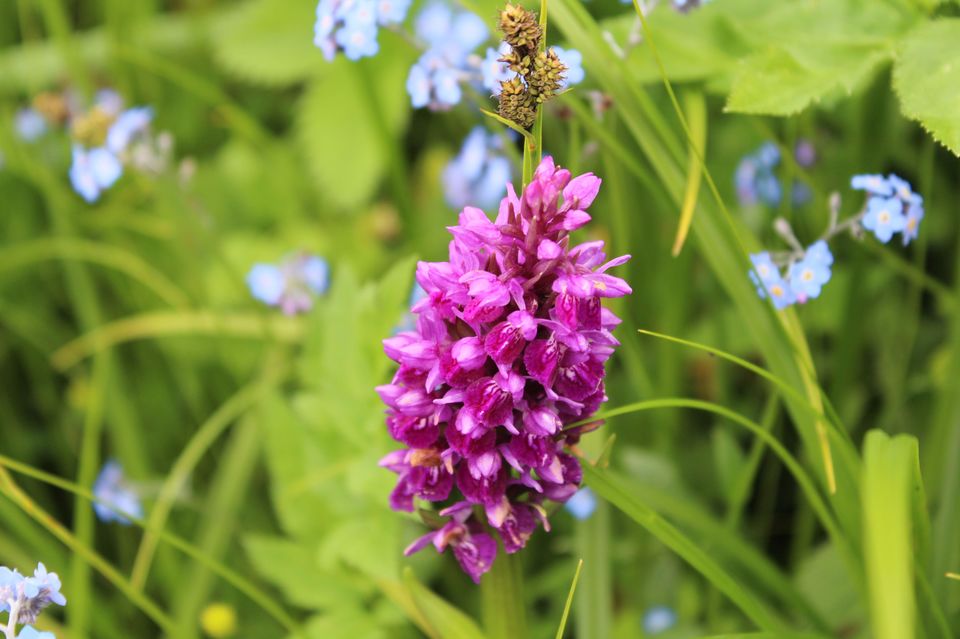 Photo of Valley of Flowers National Park, Uttarakhand, India by Hitesh Bhutani