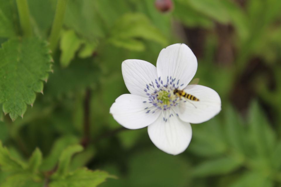 Photo of Valley of Flowers National Park, Uttarakhand, India by Hitesh Bhutani