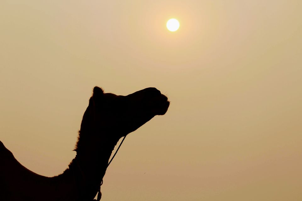 Photo of Pushkar Camel Fair by Hitesh Bhutani