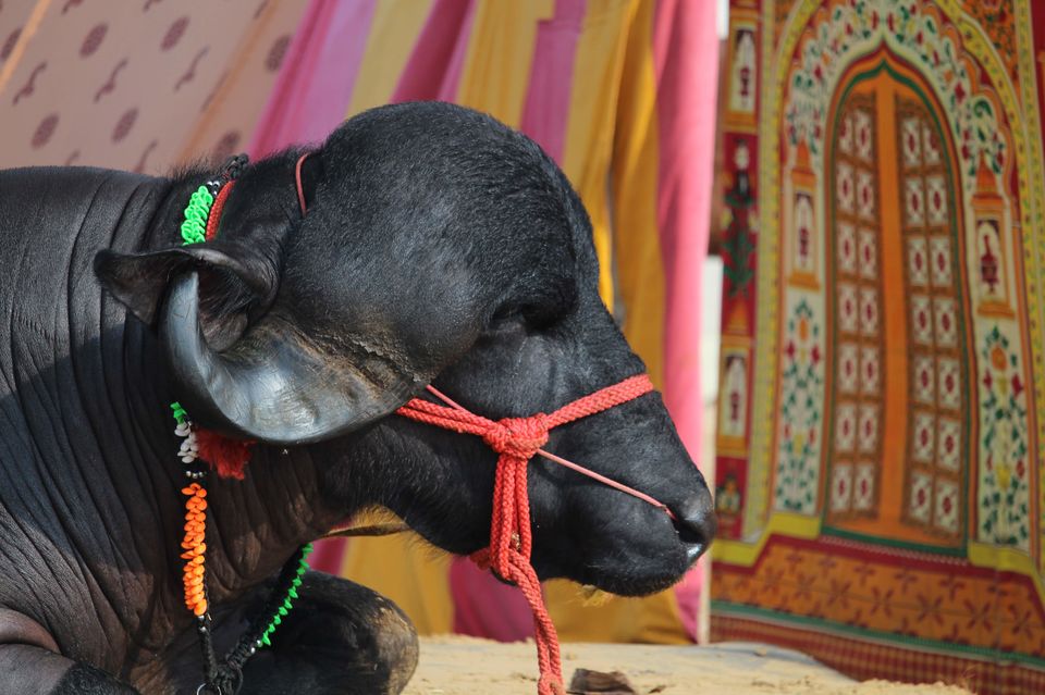 Photo of Pushkar Camel Fair 4/15 by Hitesh Bhutani