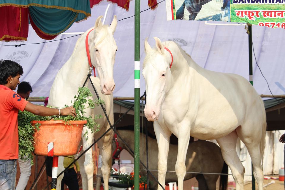 Photo of Pushkar Camel Fair 5/15 by Hitesh Bhutani