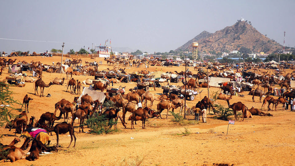 Photo of Pushkar Camel Fair 3/15 by Hitesh Bhutani